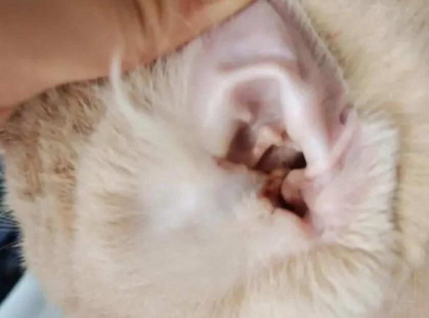 猫咪患耳螨病的表现和症状,了解这些知识轻松应对! 猫咪患耳螨病的表现和症状,了解这些知识轻松应对!