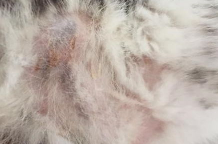 猫皮肤病的常见症状以及如何预防