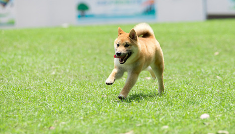 三个月的柴犬骨架小也不长怎么办？来看看吧