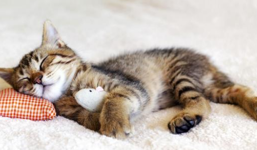 一文详解：猫死后几个小时会有细菌？