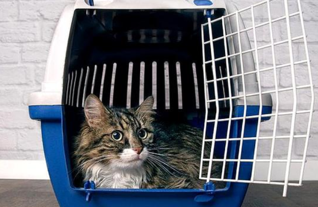 猫咪空运是否安全呢