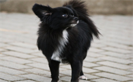 蝴蝶犬黑色幼犬图片