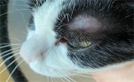 三种常见的猫咪皮肤病，你都清楚吗？