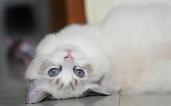 唐山猫舍出售布偶