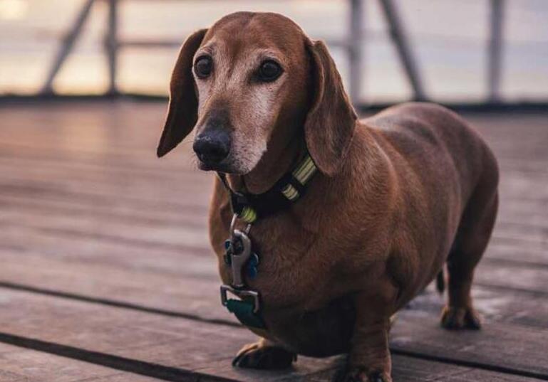 腊肠犬常见的疾病有哪些 腊肠犬常见的疾病有哪些