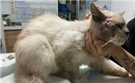 布偶猫容易生病吗？布偶猫常见疾病和预防！