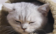 小猫感冒症状能自愈吗为什么呢
