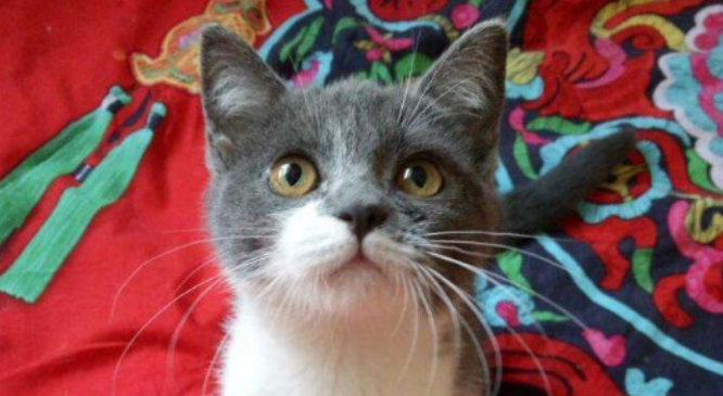 猫咪白天的视力怎么样？