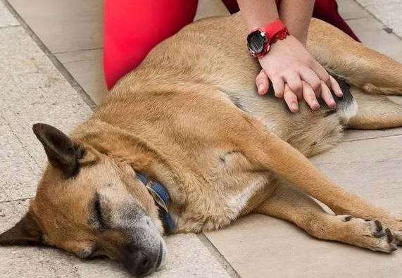 犬休克怎么办? 犬休克怎么办?