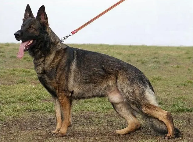 东德牧羊犬价格一览表