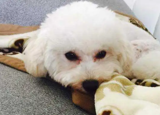 比熊犬得了犬瘟的症状是什么？来看看吧