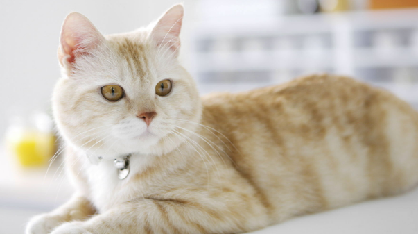 猫咪为什么难以训练?其实是你训练它的方法不正确! 猫咪为什么难以训练?其实是你训练它的方法不正确!
