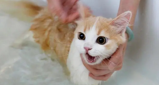 宠物猫能用什么洗澡 宠物猫能用什么洗澡