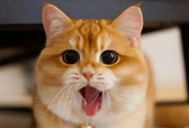 猫猫喜欢吃什么,讨厌吃什么?来看看吧 猫猫喜欢吃什么,讨厌吃什么?来看看吧