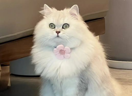这些食物不要给猫咪吃！