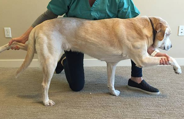 一文详解：犬骨炎的病因与防范措施