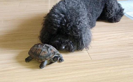 狗吃了乌龟会中毒吗