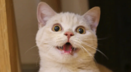 成年猫可以吃幼猫的猫粮吗? 成年猫可以吃幼猫的猫粮吗?