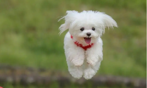 哪种犬适合选美