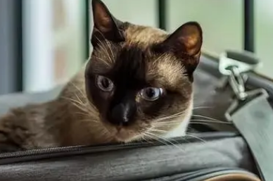 高铁可以带猫吗,我来告诉你~ 高铁可以带猫吗,我来告诉你~