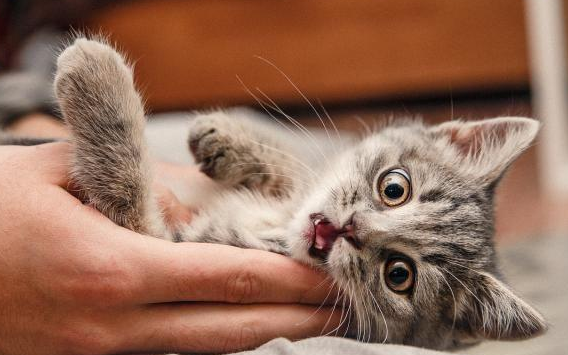 猫咪为什么心跳的好快 猫咪为什么心跳的好快