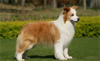 牧羊犬钙的缺失有哪些症状？来了解一下吧