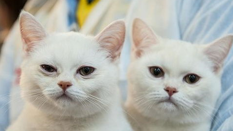 猫咪心脏听诊的基本知识，新手猫奴们应该了解！