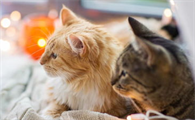 猫披衣菌肺炎的致病机理及症状，猫咪健康！