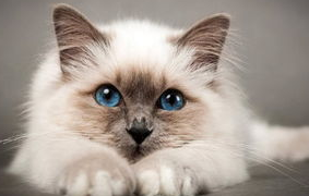 猫咪便秘的症状和治疗方法吃什么药?来get下吧 猫咪便秘的症状和治疗方法吃什么药?来get下吧