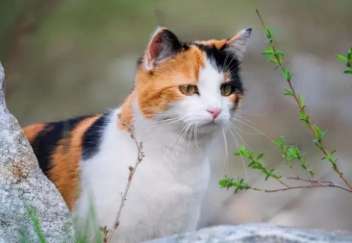 养猫小知识:中国有多少种猫 养猫小知识:中国有多少种猫