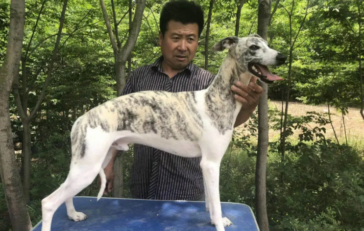灵缇格力惠比特细狗区别 灵缇格力惠比特细狗区别