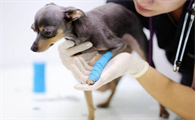 一文详解:犬骨炎的病因与防范措施