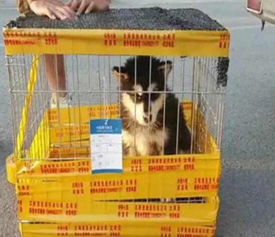辽宁到宠物狗怎么托运的