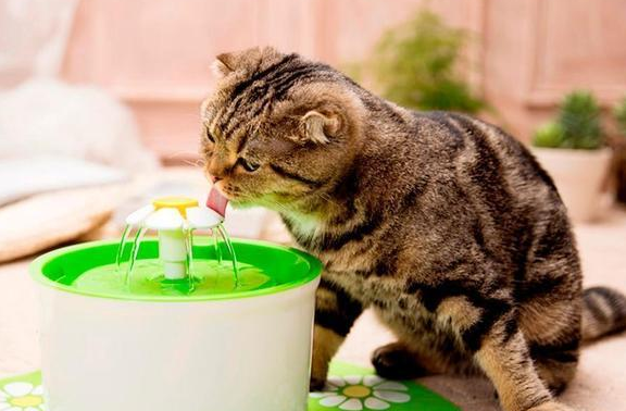 猫吐了喝水是恢复了吗？来看一看吧