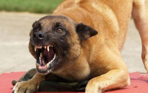 狗会无缘无故得狂犬病吗