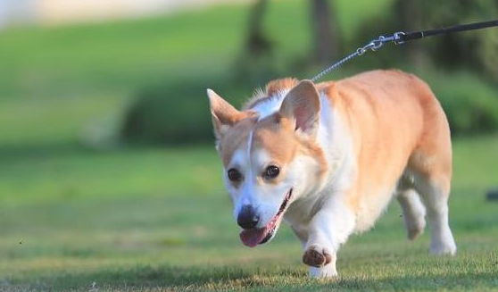 不瞒你说，有这好多个不良习惯的柯基犬，实际上是聪明伶俐的！