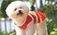 这几种狗狗非常适合饲养,来看看吧!