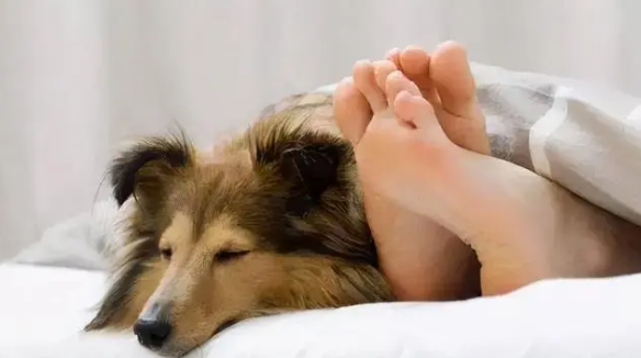 狗狗为什么贴着人吃东西呢