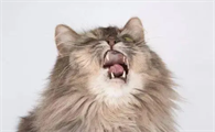 2个月的小猫喉咙有痰要咳嗽几下怎么回事呀