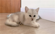 这些症状可能是猫咪下尿路感染!