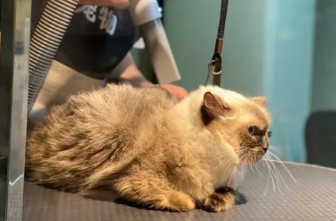 宠物店给猫猫怎么洗澡