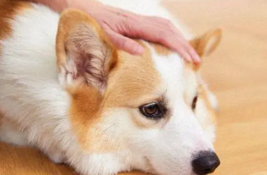 为什么狗狗那么喜欢摸摸