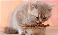 猫粮如何混合喂猫狗粮呢