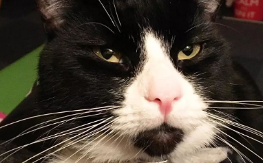 猫咪下巴上有很多黑色点点是怎么回事？