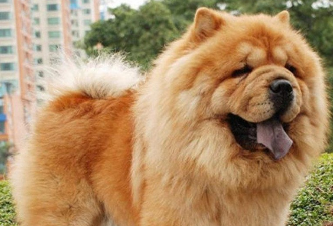 为有茂密毛发的松狮犬清洗，都必须留意什么问题