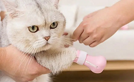 猫指甲套对猫咪来说好用吗