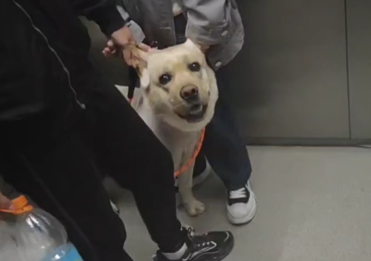 为什么狗狗不能进电梯里面呢