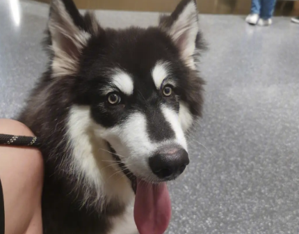 阿拉斯加犬有毛绒怎么办? 阿拉斯加犬有毛绒怎么办?