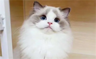布偶猫山猫纹最差