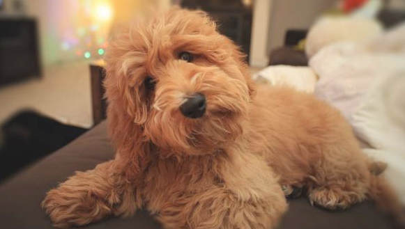 小狗狗刚接回家了，没保证“这种训炼”就亏大了
